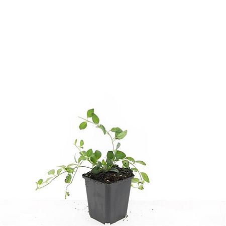 Vinca minor 'Atropurpurea' Pot 9 cm
