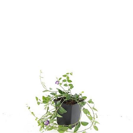 Vinca minor 'Atropurpurea' Pot 9 cm