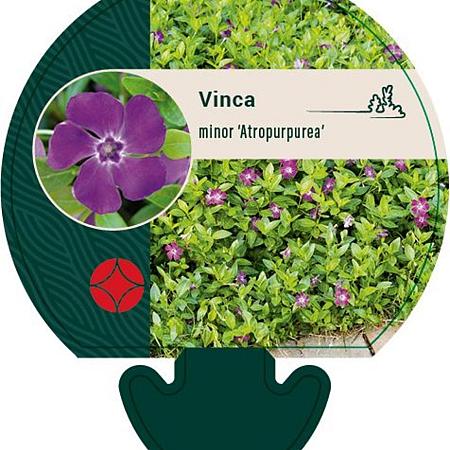 Vinca minor 'Atropurpurea' Pot 9 cm