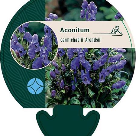 Aconitum carm. 'Arendsii' Pot 9 cm