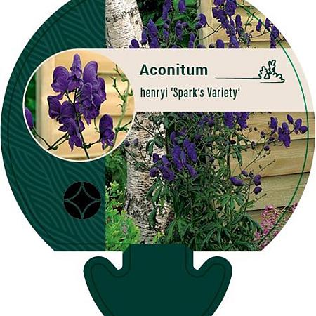 Aconitum henryi 'Spark's Variety' Pot 9 cm