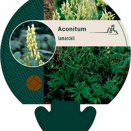 Aconitum lamarckii Pot 9 cm