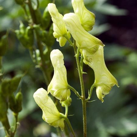 Aconitum lamarckii Pot 9 cm