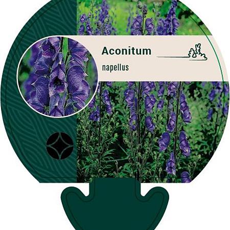 Aconitum napellus Pot 9 cm