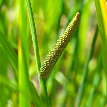 Acorus calamus Pot 9 cm