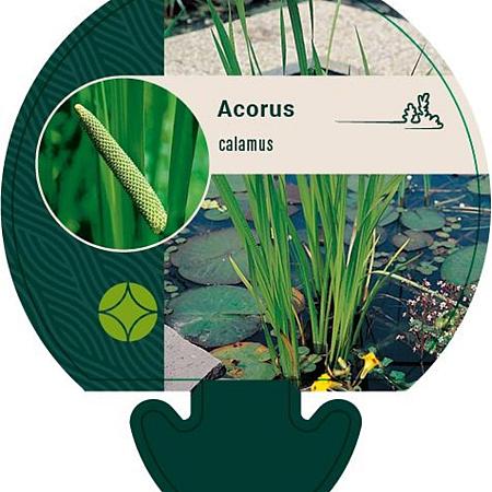 Acorus calamus Pot 9 cm