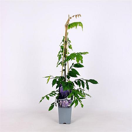 Wisteria sinensis 'Prolific' Pot 2 Liter