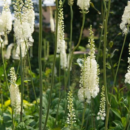 Actaea racemosa cordifolia Pot 9 cm