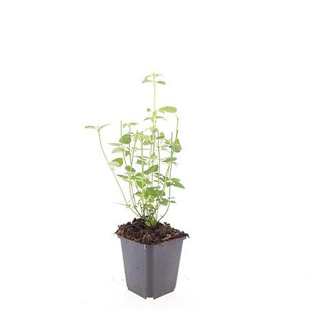 Agastache 'Black Adder' Pot 9 cm