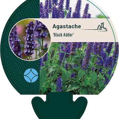 Agastache 'Black Adder' Pot 9 cm