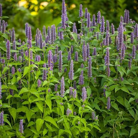 Agastache 'Black Adder' Pot 9 cm