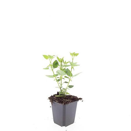 Agastache 'Blue Fortune' Pot 9 cm