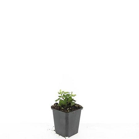 Agastache 'Blue Fortune' Pot 9 cm