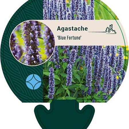 Agastache 'Blue Fortune' Pot 9 cm