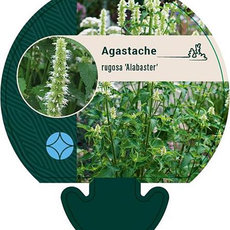 Agastache rugosa 'Alabaster' Pot 9 cm