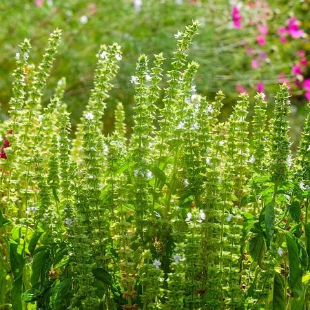 Agastache rugosa 'Alabaster' Pot 9 cm