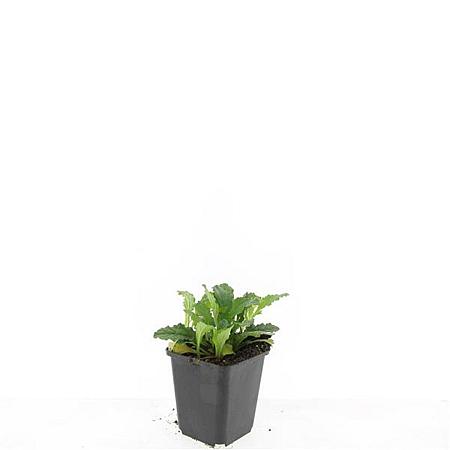 Ajuga reptans Pot 9 cm