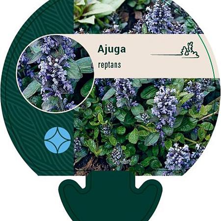 Ajuga reptans Pot 9 cm