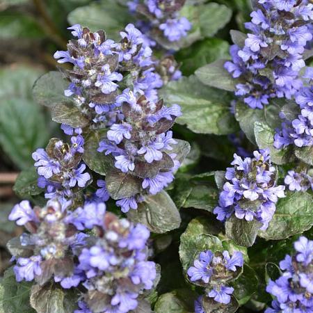 Ajuga reptans Pot 9 cm