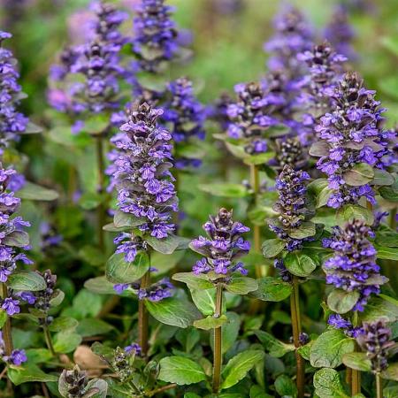 Ajuga reptans Pot 9 cm