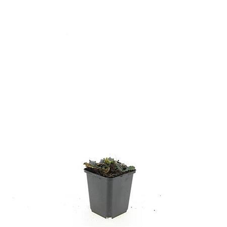 Ajuga reptans Pot 9 cm