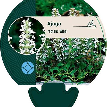 Ajuga reptans 'Alba' Pot 9 cm