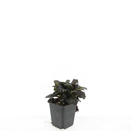 Ajuga reptans 'Atropurpurea' Pot 9 cm