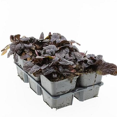 Ajuga reptans 'Atropurpurea' Pot 9 cm