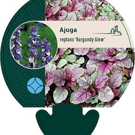 Ajuga reptans 'Burgundy Glow' Pot 9 cm