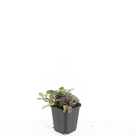 Ajuga reptans 'Burgundy Glow' Pot 9 cm