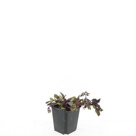 Ajuga reptans 'Burgundy Glow' Pot 9 cm