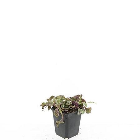 Ajuga reptans 'Burgundy Glow' Pot 9 cm