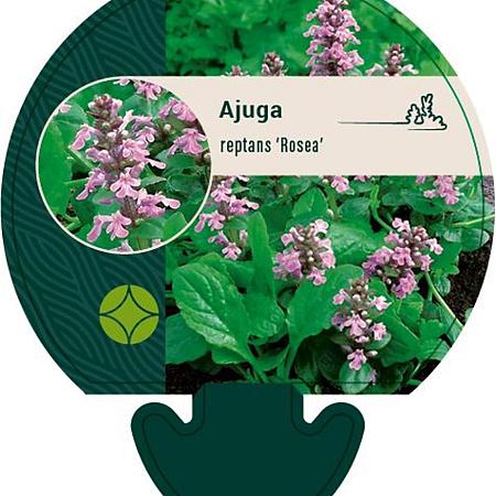 Ajuga reptans 'Rosea' Pot 9 cm