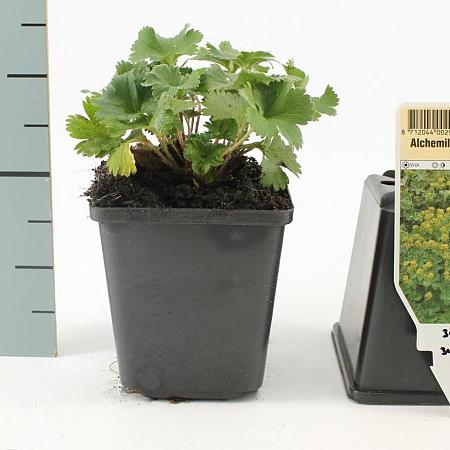 Alchemilla erythropoda Pot 9 cm