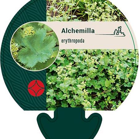Alchemilla erythropoda Pot 9 cm