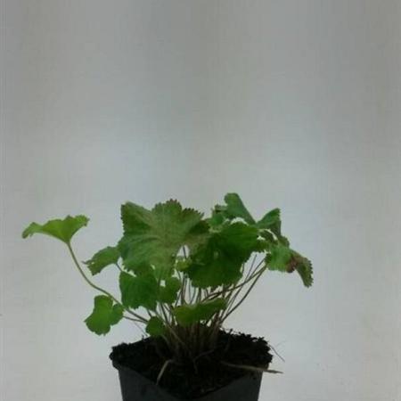 Alchemilla mollis Pot 9 cm