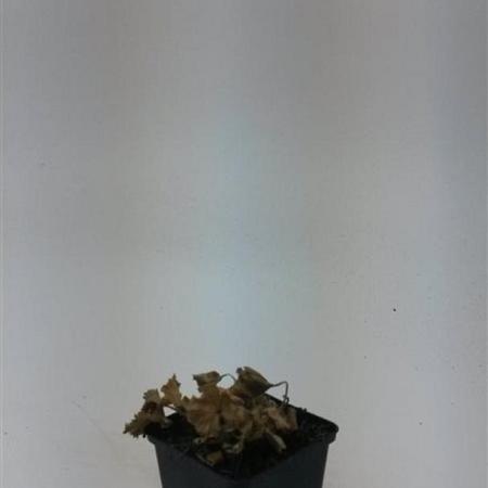 Alchemilla mollis Pot 9 cm