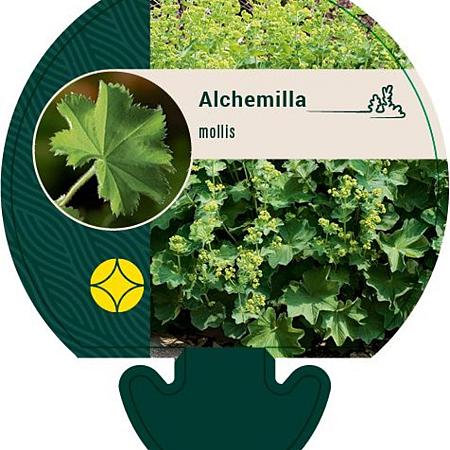 Alchemilla mollis Pot 9 cm