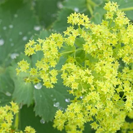Alchemilla mollis Pot 9 cm
