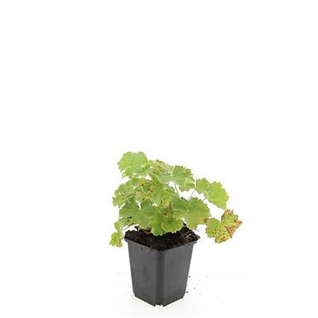 Alchemilla mollis Pot 9 cm