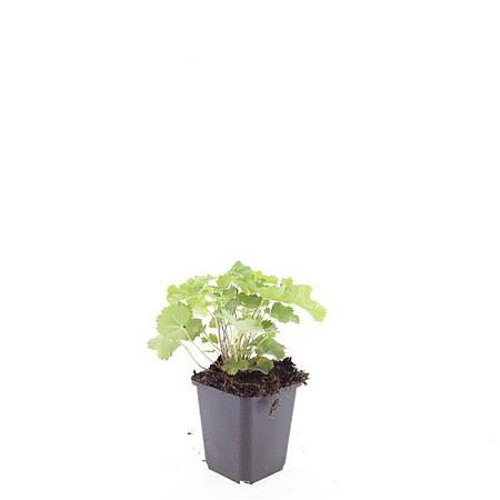 Alchemilla mollis Pot 9 cm