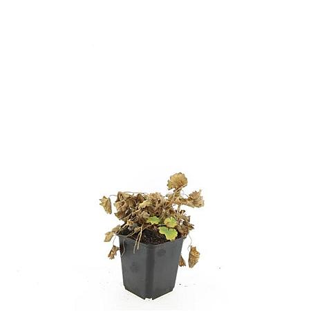 Alchemilla mollis Pot 9 cm