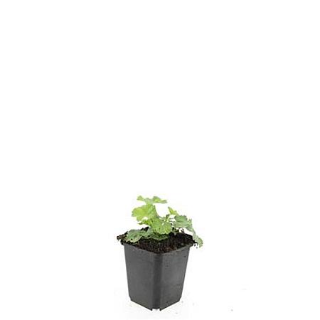 Alchemilla mollis Pot 9 cm
