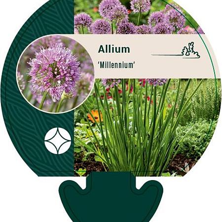 Allium 'Millenium' Pot 9 cm