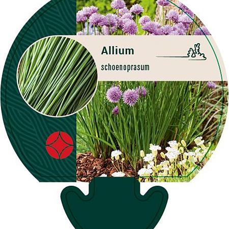 Allium schoenoprasum Pot 9 cm