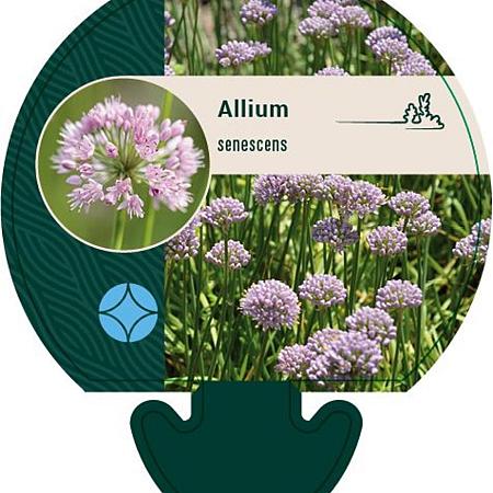 Allium senescens Pot 9 cm