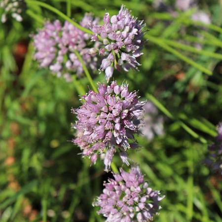 Allium senescens Pot 9 cm