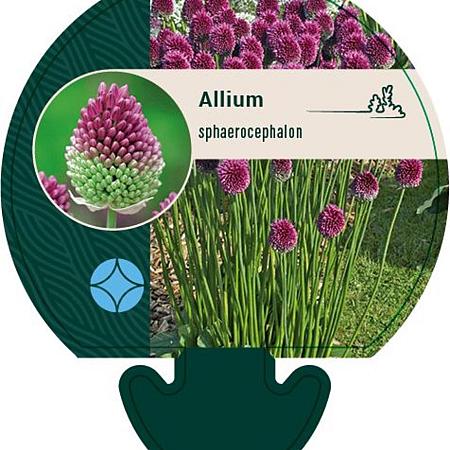 Allium sphaerocephalon Pot 9 cm
