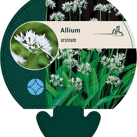 Allium ursinum Pot 9 cm