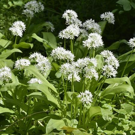 Allium ursinum Pot 9 cm